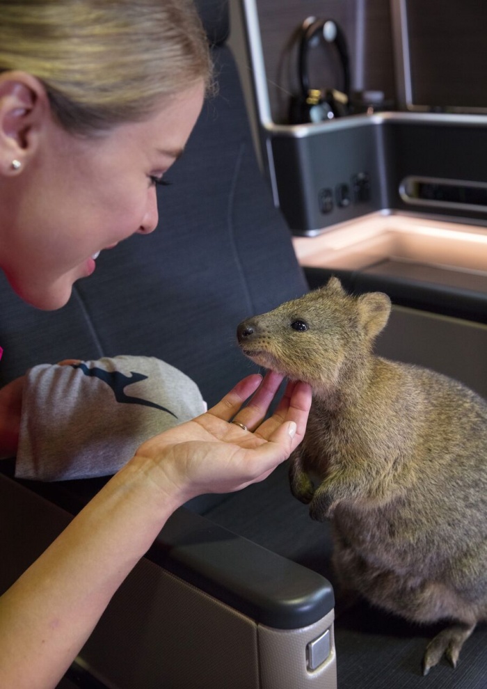 Qantas names latest Dreamliner ‘Quokka’ in honour of native species