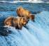Princess Cruises Exclusive: New Katmai National Park Cruisetour on Sale Now for 2024 Alaska Season