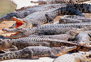 Hunt underway for missing crocodiles in Thailand