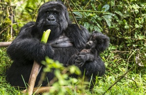 Safaris to Bwindi National Park Beyond Gorilla Trekking