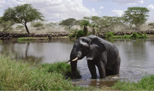 Elephant poaching and how it’s erasing the African giants