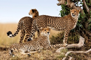 The endless possibilities on Kenya safari holidays