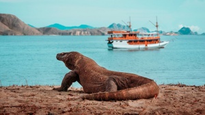 What you need to know before taking on a Komodo sailing trip