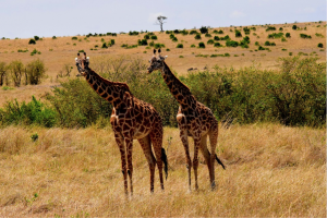 How to take amazing photos on your Tanzania safari
