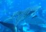 Atlantis releases whale shark into ocean