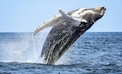 Monterey Bay Whale Watching Hotel Packages