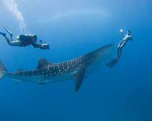 Swim with whale sharks at Four Seasons Resort Seychelles