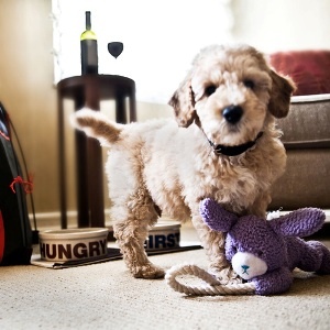 A Dog’s Delight: Jumeirah Essex House Announces Exclusive “Canine Turndown Program”