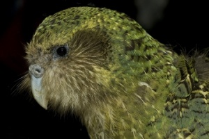 Rare New Zealand parrot to make RWC appearance
