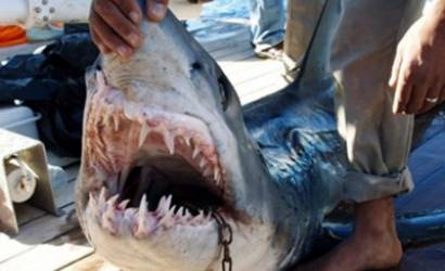 Killer shark may have damaged sensory system