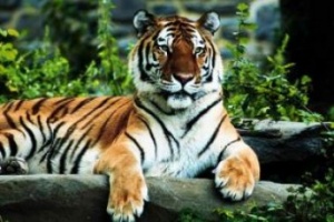 Woburn Safari to celebrate “Love your zoo” week