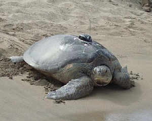 Four Seasons Nevis tags and releases first Green Sea Turtle