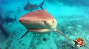 Bahamas $80 million dollar shark tourism industry grows again