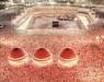 Haj pilgrims to Saudi Arabi on swine flu alert