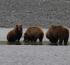 Explore Alaska’s Untamed Wilderness: Homer’s Bear Viewing Adventures by “Bear Viewing in Alaska”