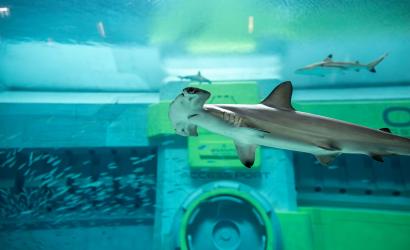 SeaWorld® Yas Island, Abu Dhabi Unveils a  Fincredible Shark Week Agenda