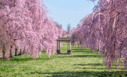 Study Reveals the Best Locations to View Cherry Blossom Season in the US