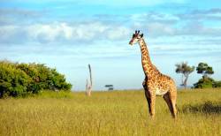 Kenya takes Worlds Leading Safari Destination title at World Travel Awards
