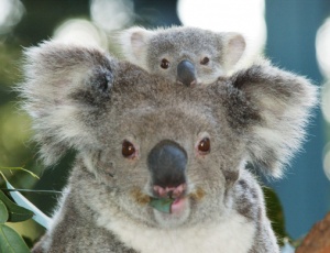 From beer tasters to koala catchers, Australia launches new “dream job” campaign