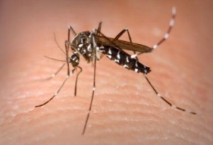 Malaria spreading among UK travellers