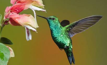 Quito confirms attendance at Bird Fair 2014 in UK