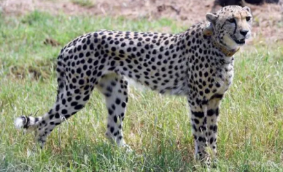 Project Cheetah to do wonders for Rajasthan tourism