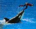 Private equity group to buy theme parks
