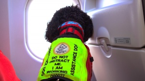 British Airways Helps Customer Fulfill Dream of Flying Again with Service Dog