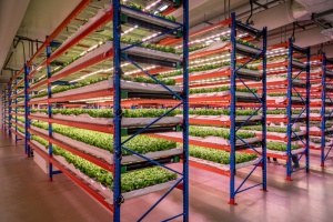 Emirates Flight Catering Completes Acquisition of Bustanica, World’s Largest Indoor Vertical Farm