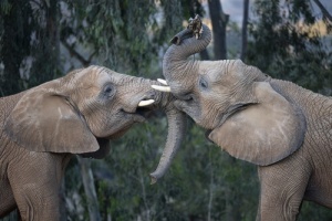 In Celebration of World Elephant Day, San Diego Zoo Safari Park Announces Elephant Valley to Open