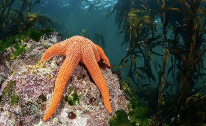 Delta supports marine conservation efforts in Chile