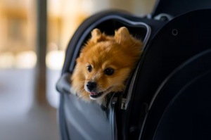 Etihad Airways Makes Travelling with Pets More Accessible