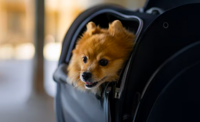 Etihad Airways Makes Travelling with Pets More Accessible