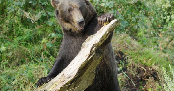 Etihad Cargo supports wildlife conservation with rescue of two brown bears