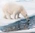 Aurora Expeditions partners with UpSchool to support Arctic education