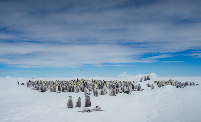 Quark Expeditions returns to legendary Emperor Penguin Colony