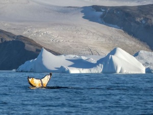 Aurora Expeditions Delivers Record 2025/26 Antarctic Season