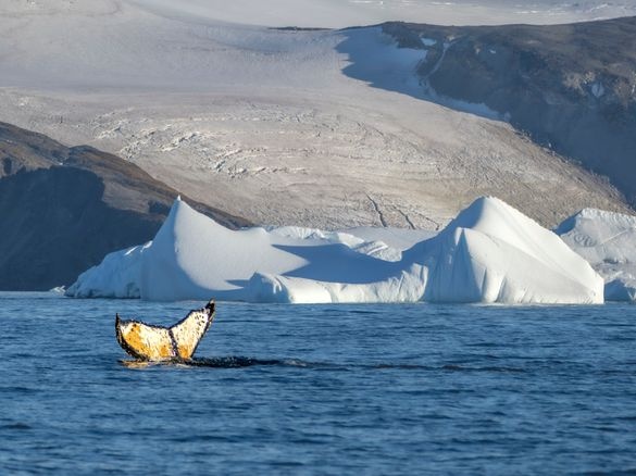 Aurora Expeditions Sets Southernmost Voyage Record in Landmark Antarctic Season