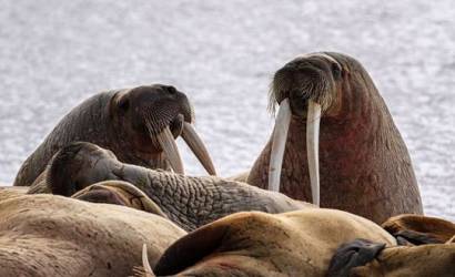 Secret Atlas Launches Arctic 2027 Itineraries Featuring New Flagship Expedition Micro Cruises