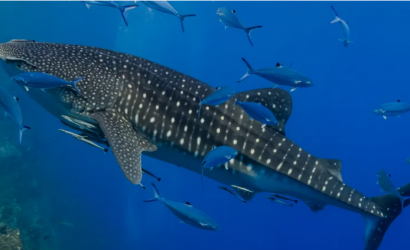 Banana Island & Discover Qatar launch whale shark excursions