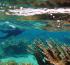 Scientists create guidelines to help conserve Caribbean coral reefs