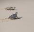 Jumeirah releases rescued turtles and commits to boosting marine conservation