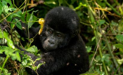 Uganda increases Gorilla Tracking permit Fees