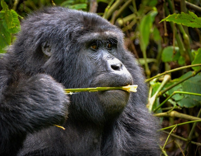Top 5 Reasons to Visit Uganda This Summer - Vimarsana News