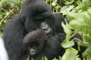 Gorilla Trekking in Rwanda: Things You Should Know