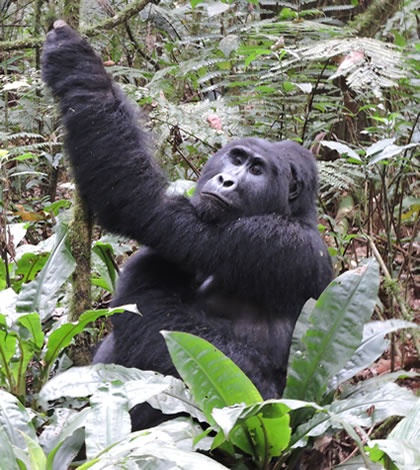 How to prepare for Gorilla Trekking in Africa | Focus | Breaking Travel ...