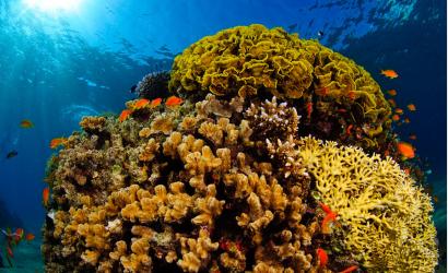 Unveiling Egypt’s Underwater Wonders: A Diver’s Guide to Red Sea Delights
