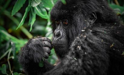 Rwanda Slashes Gorilla Permit Fees to Boost Tourism