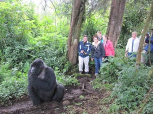 Gorilla tourism in Africa