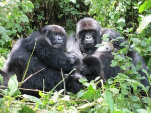 Africa tours to consider for this 2022 summer and every season beyond gorilla trekking